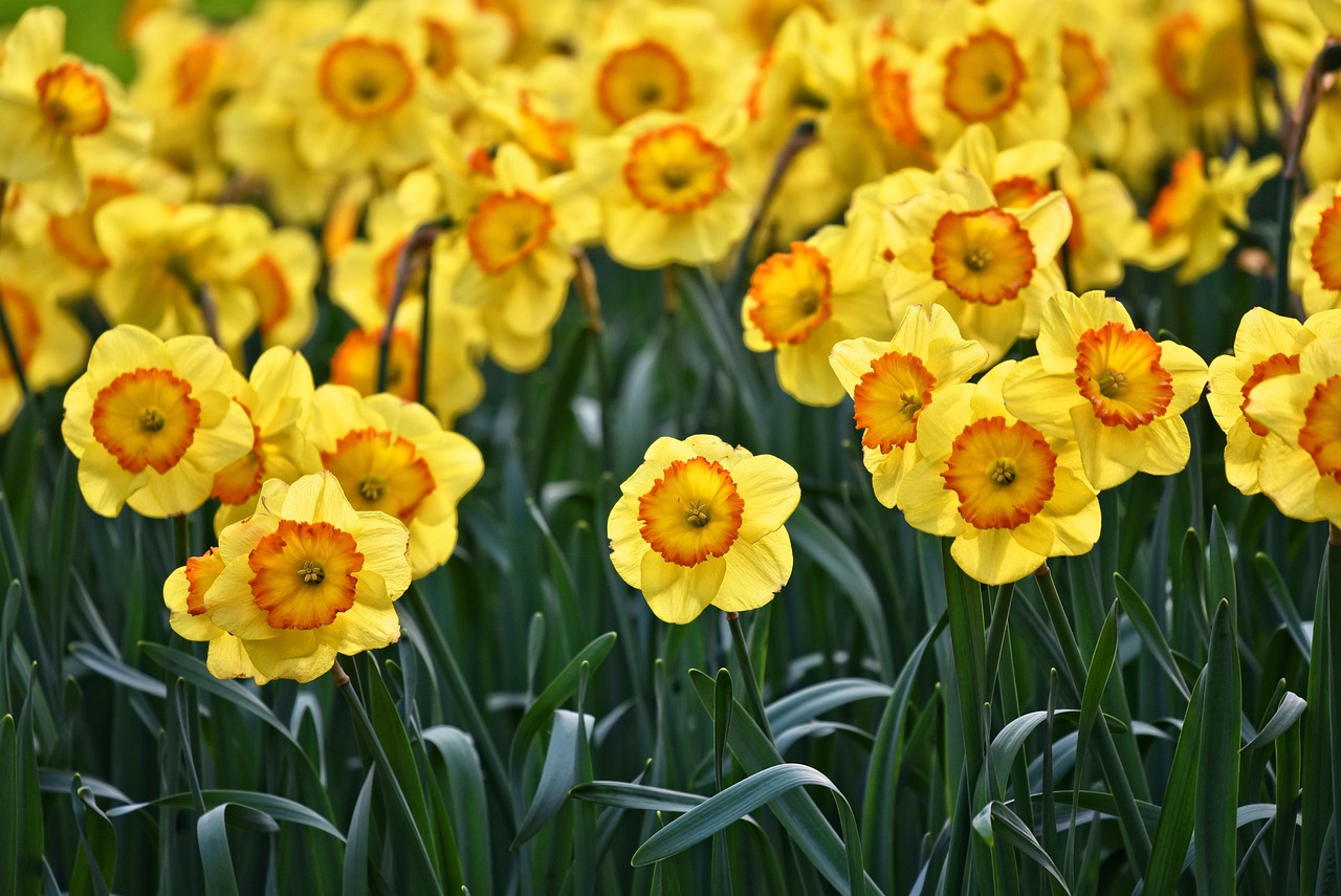 daffodils, flowers, garden, plants, spring flowers, beautiful flowers, bloom, blossom, flora, flower background, flower wallpaper, petals, nature